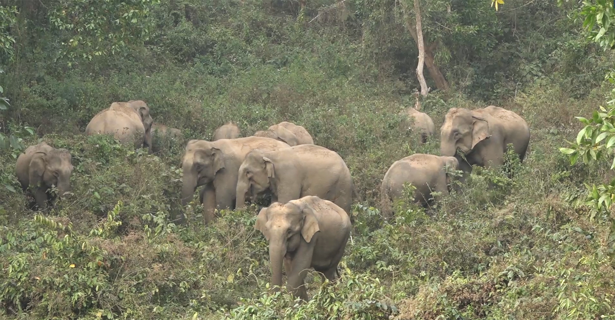 সীমান্ত এলাকায় ভারতীয় হাতির আতঙ্ক