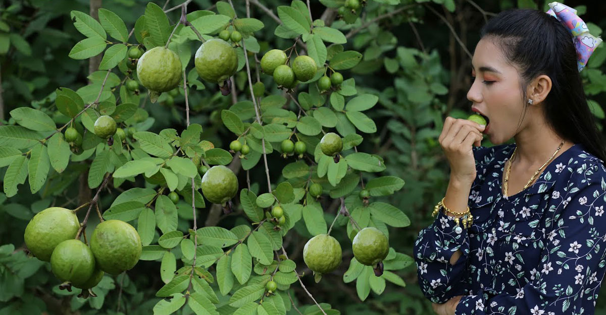 পেয়ারার যত স্বাস্থ্য উপকারিতা