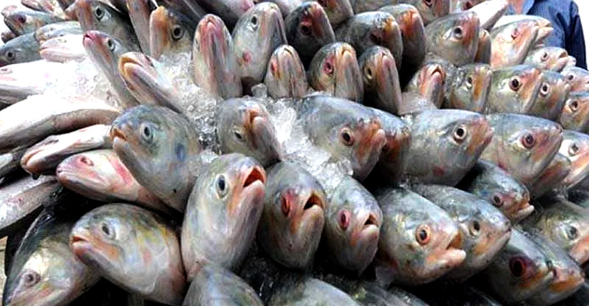 অবিক্রীত ১২৭ টন ইলিশ, তবুও কমেনি দাম