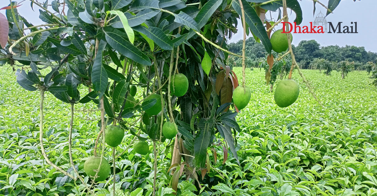 তেঁতুলিয়ায় চায়ের জমিনে আমের বিজয়ধ্বনি