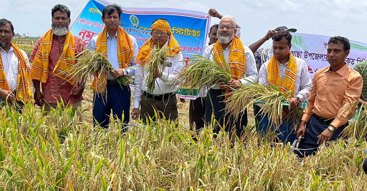 লবণ সহিঞ্চু ব্রিধান-৬৭ কৃষকের জন্য আশীর্বাদ