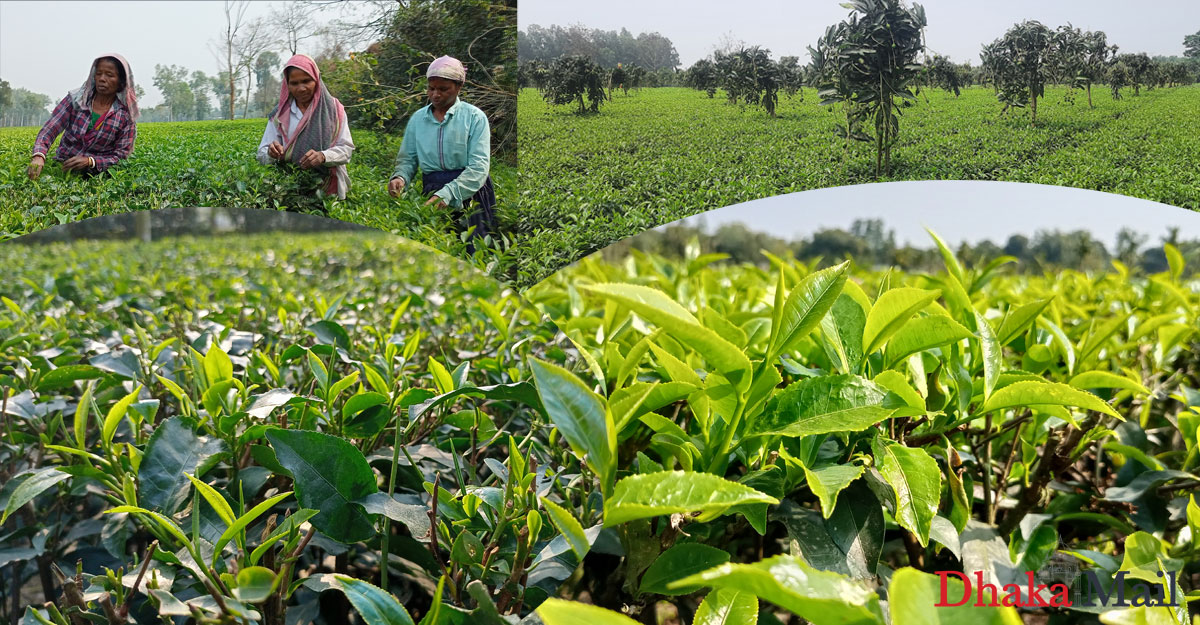 সবুজপাতার হাতছানি: পঞ্চগড়ে চা শিল্পে অপার সম্ভাবনা 