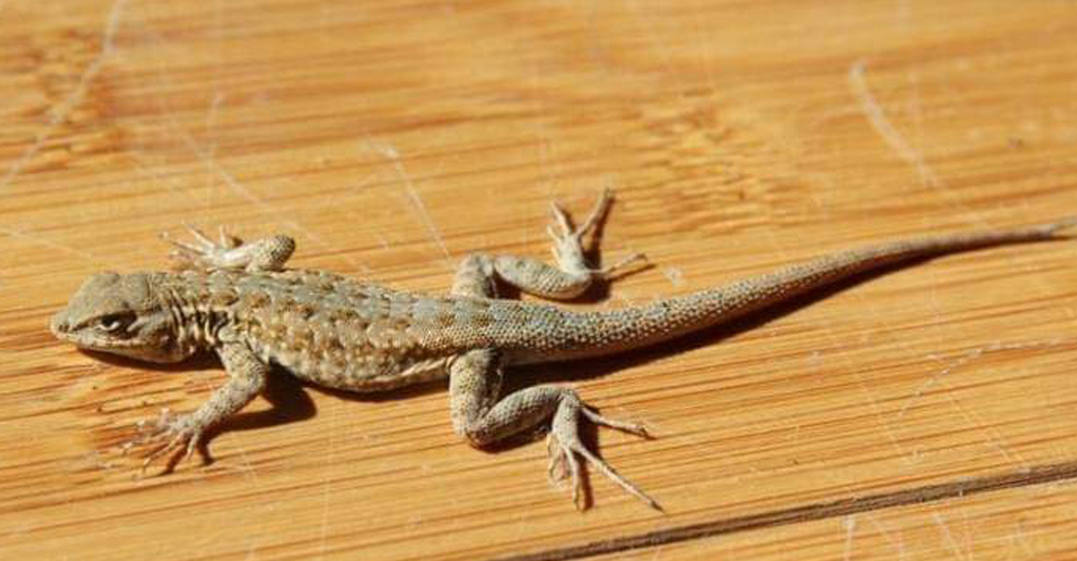 টিকটিকি দূর হবে ঠিক, মানলে যেসব উপায়