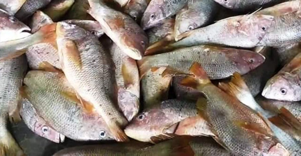 টেকনাফের শাহপরীর দ্বীপে এক জালে ২০০ লাল কোরাল