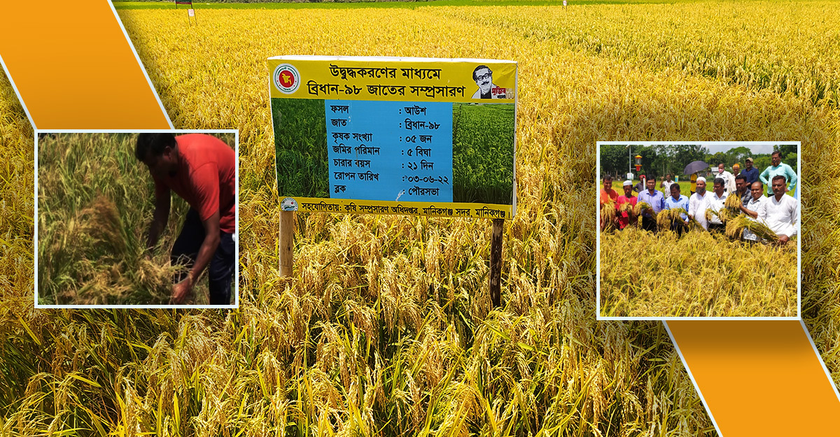 মানিকগঞ্জে ব্রি ধান-৯৮ চাষে সাফল্য: ফলন বিঘা প্রতি ২২ মণ!
