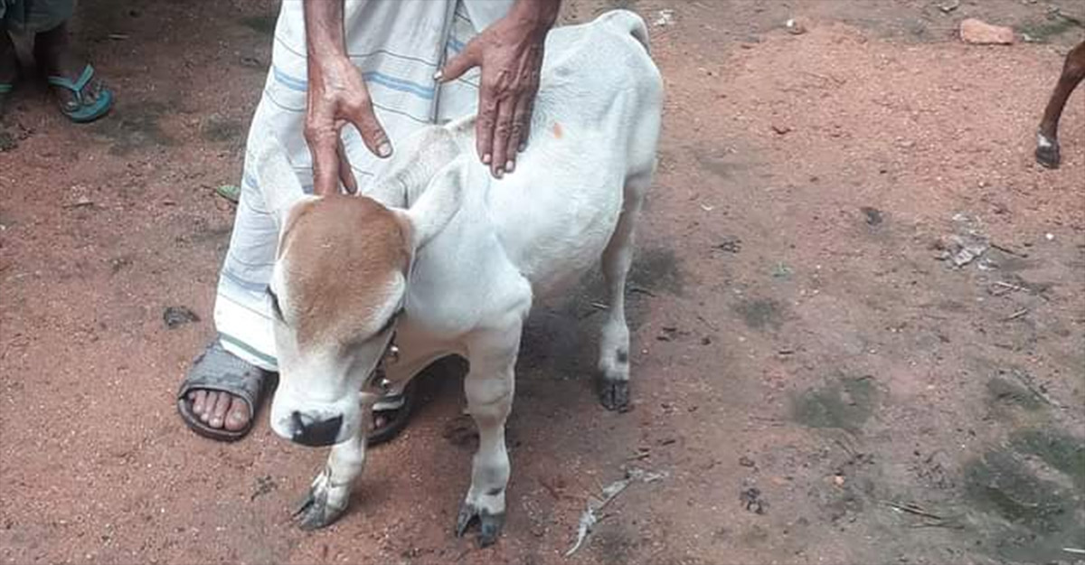 যশোরে ১৭ ইঞ্চি একটি গরুর দাম ৫ লাখ টাকা