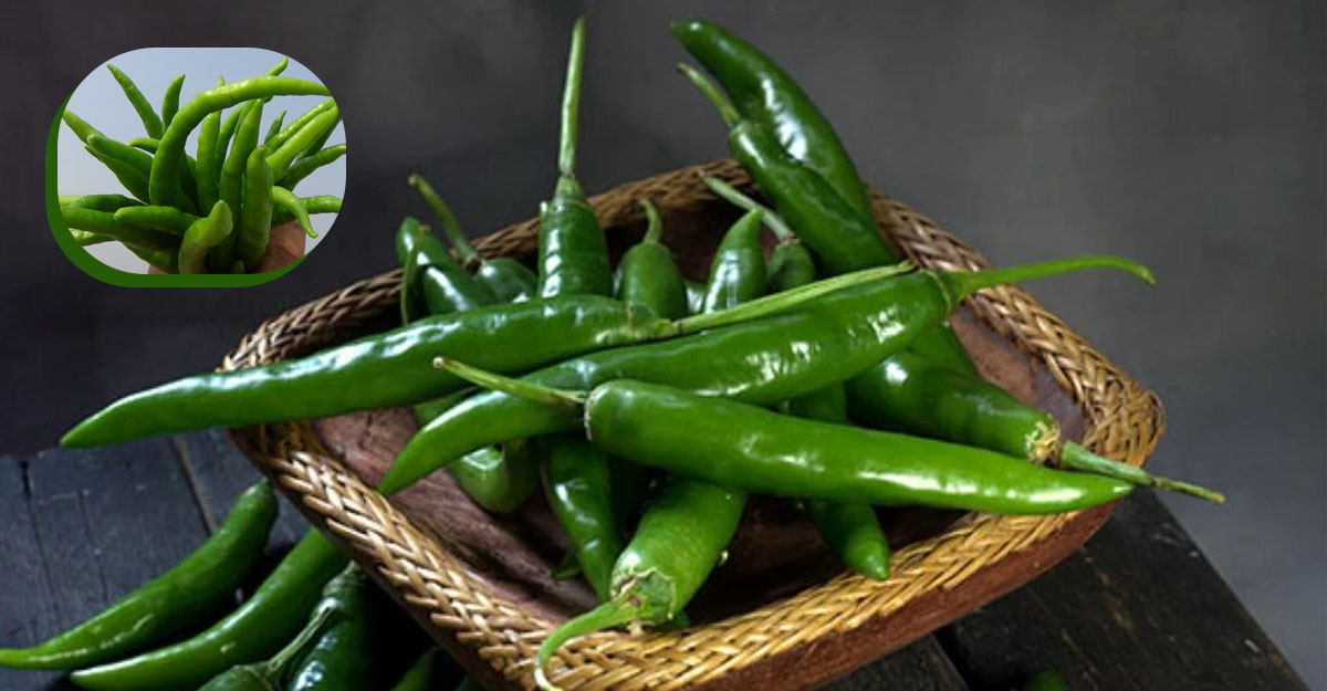 ৭০ টাকায় নেমে এসেছে কাঁচা মরিচের দাম