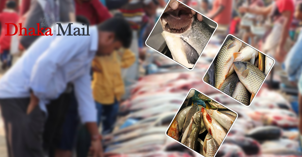 তাজা মাছ চেনার উপায়