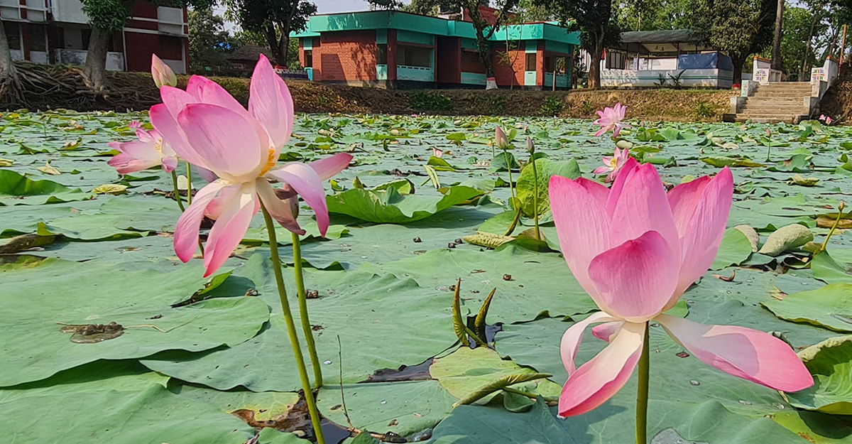 Lotus naogaon