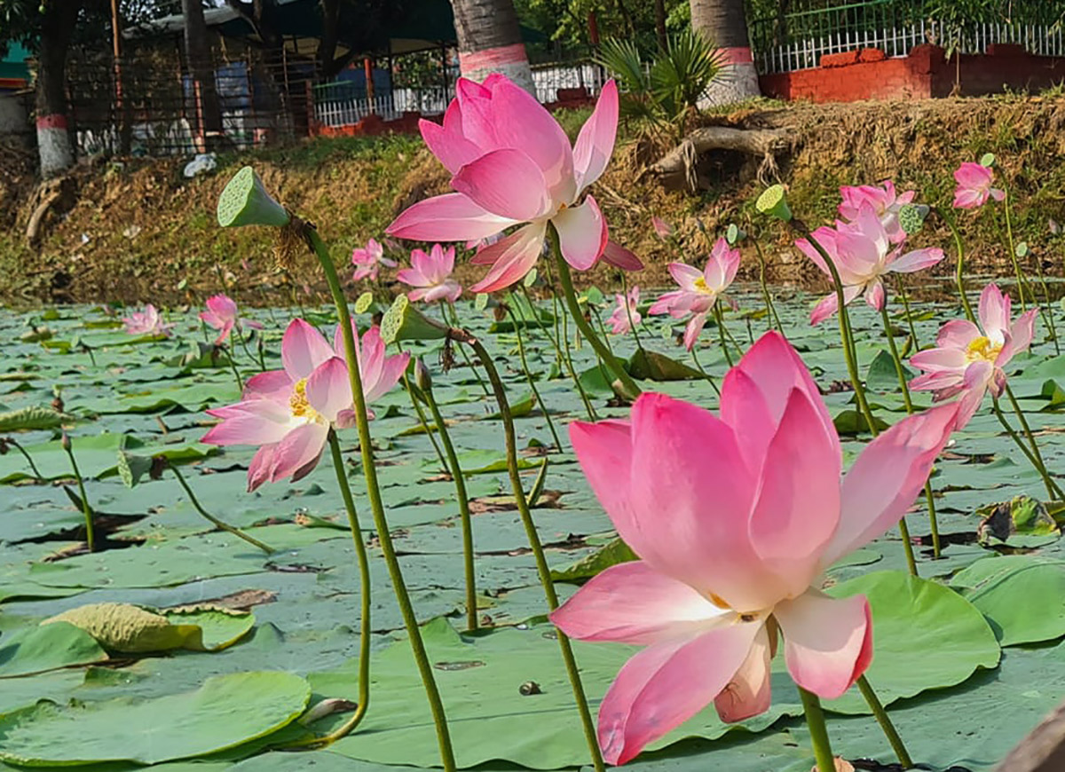 Lotus naogaon