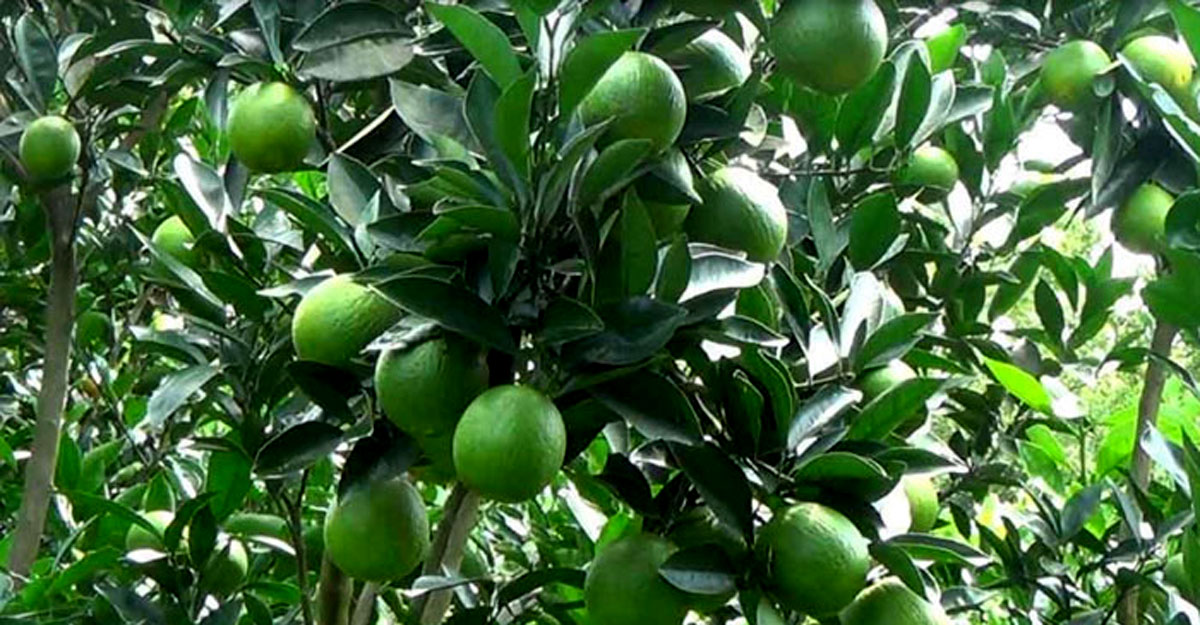 ঝিনাইদহে চোরের ঘুষিতে মাল্টা চাষি নিহত