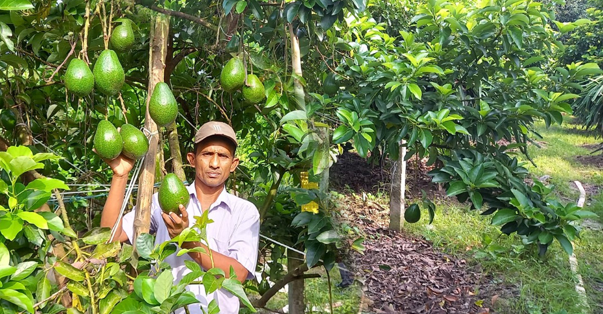 ঝিনাইদহে মুছার বাগানে ২৫ রকম বিদেশি ফল