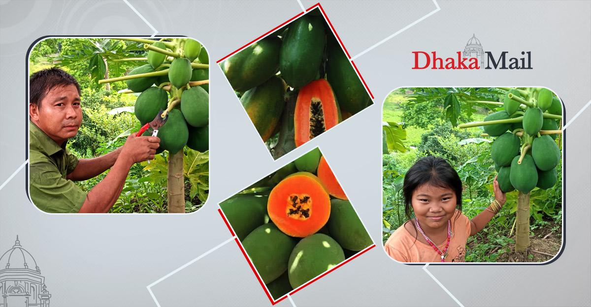 তাইওয়ানের রেড লেডি এখন পার্বত্য চট্টগ্রামে দারুণ জনপ্রিয়