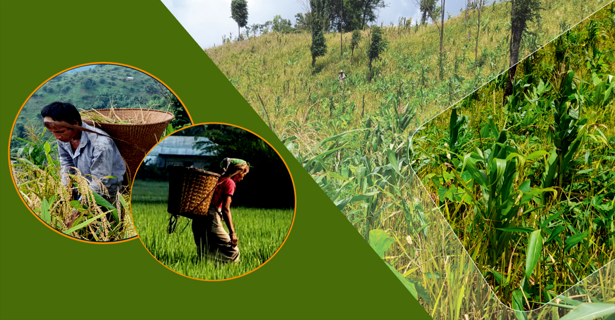 পাহাড়ে জুমের ধান কাটা শুরু