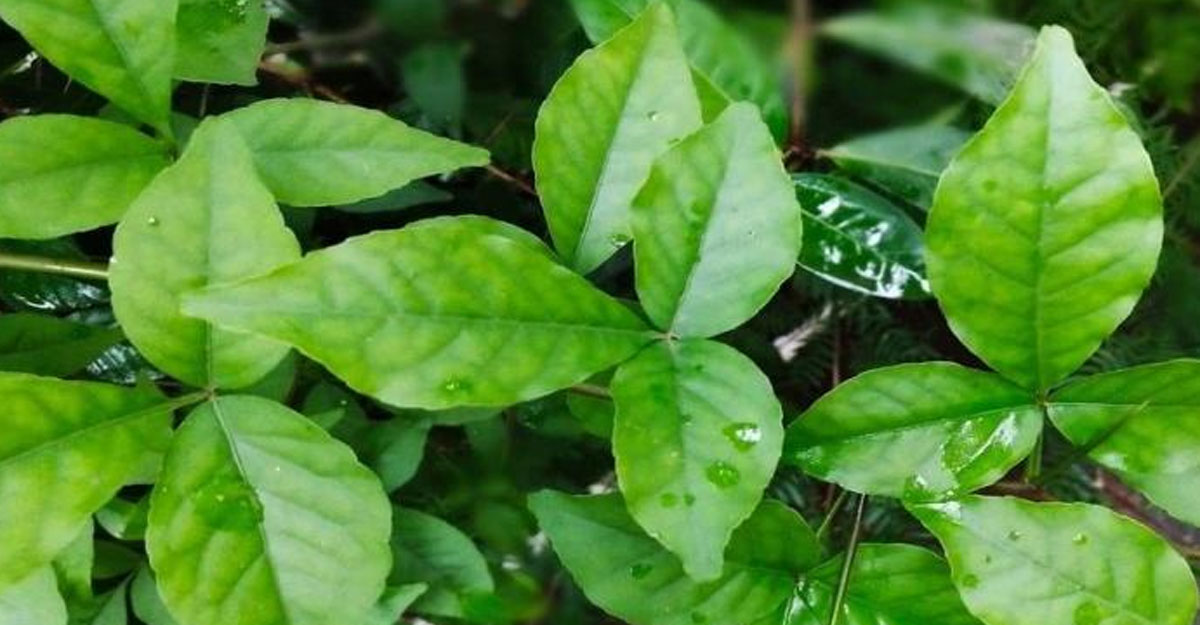 বেলের পাতা খেলে কী হয়?