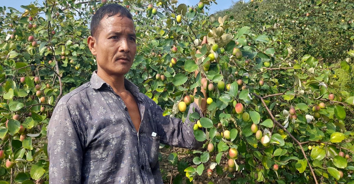 বছরে ৯ লাখ টাকার বরই বিক্রি, ভাগ্য বদলে গেছে তং চং ম্রোর