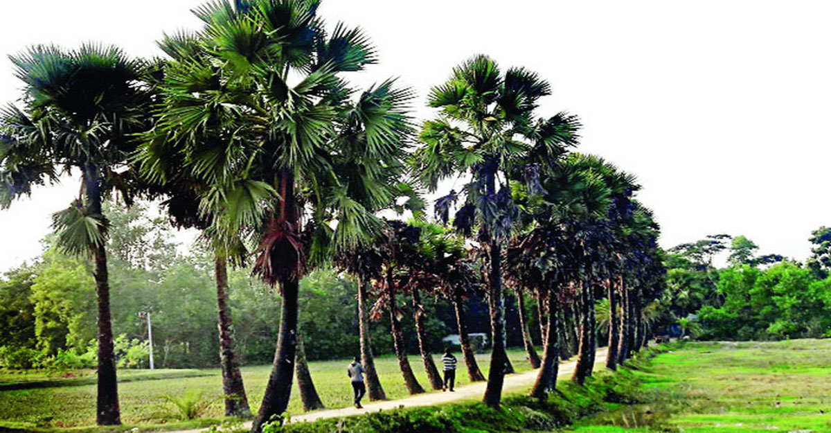 তালগাছের গ্রাম সাতঘরিয়া
