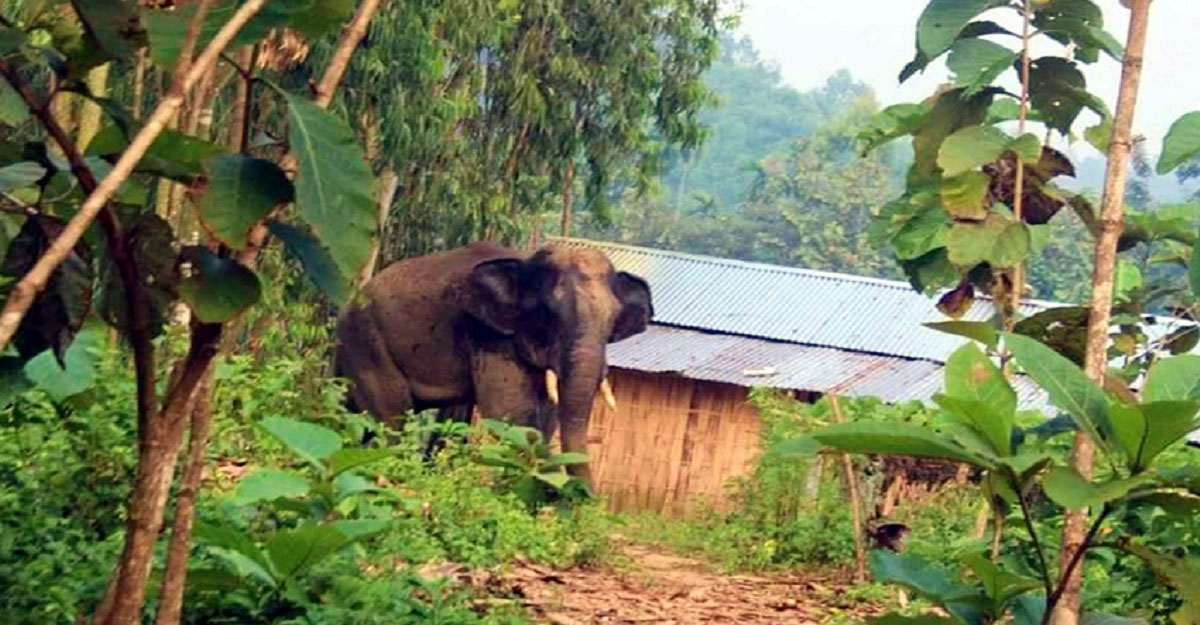 হাতির আক্রমণে অতিষ্ঠ সীমান্তের কৃষকরা