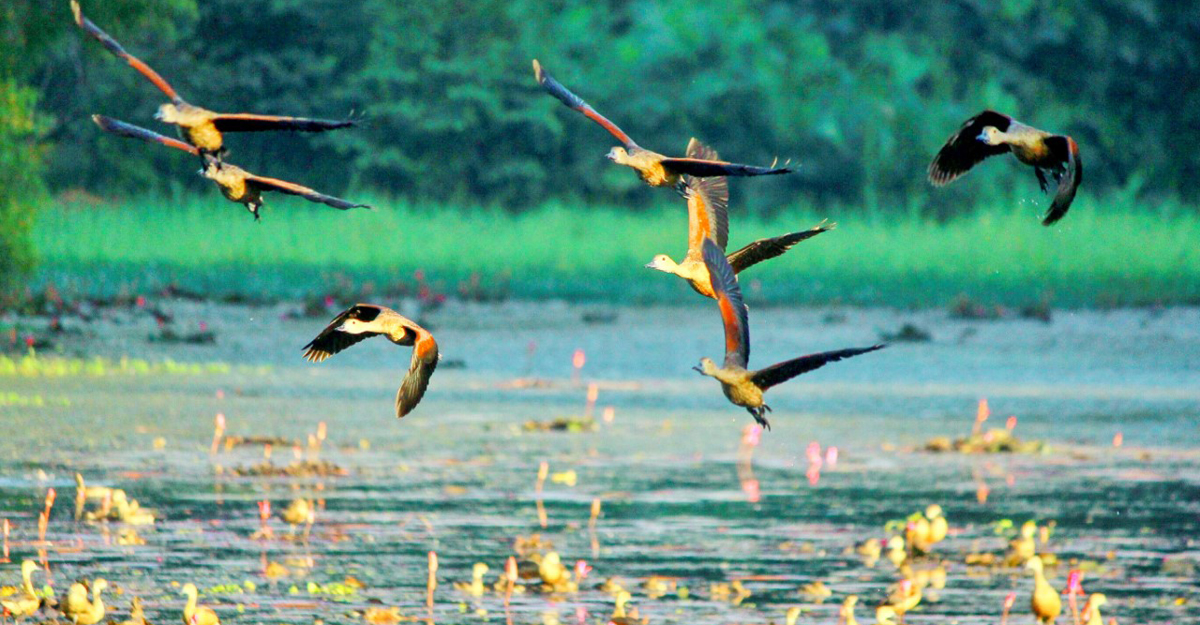 পরিযায়ী পাখিতে মুখর জাহাঙ্গীরনগর