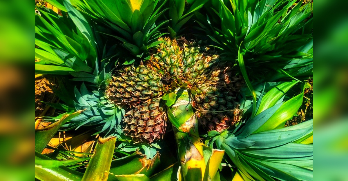 ৩৮ মাথার ২ আনারস!