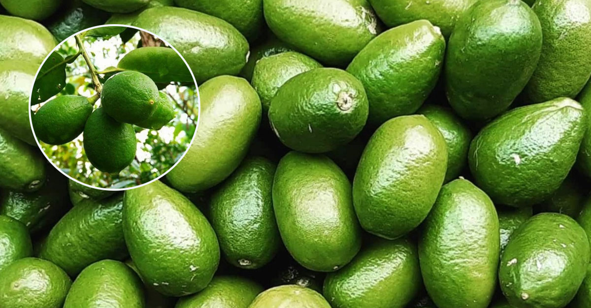 শ্রীমঙ্গলে লেবুর দাম কমায় সংকটে চাষিরা