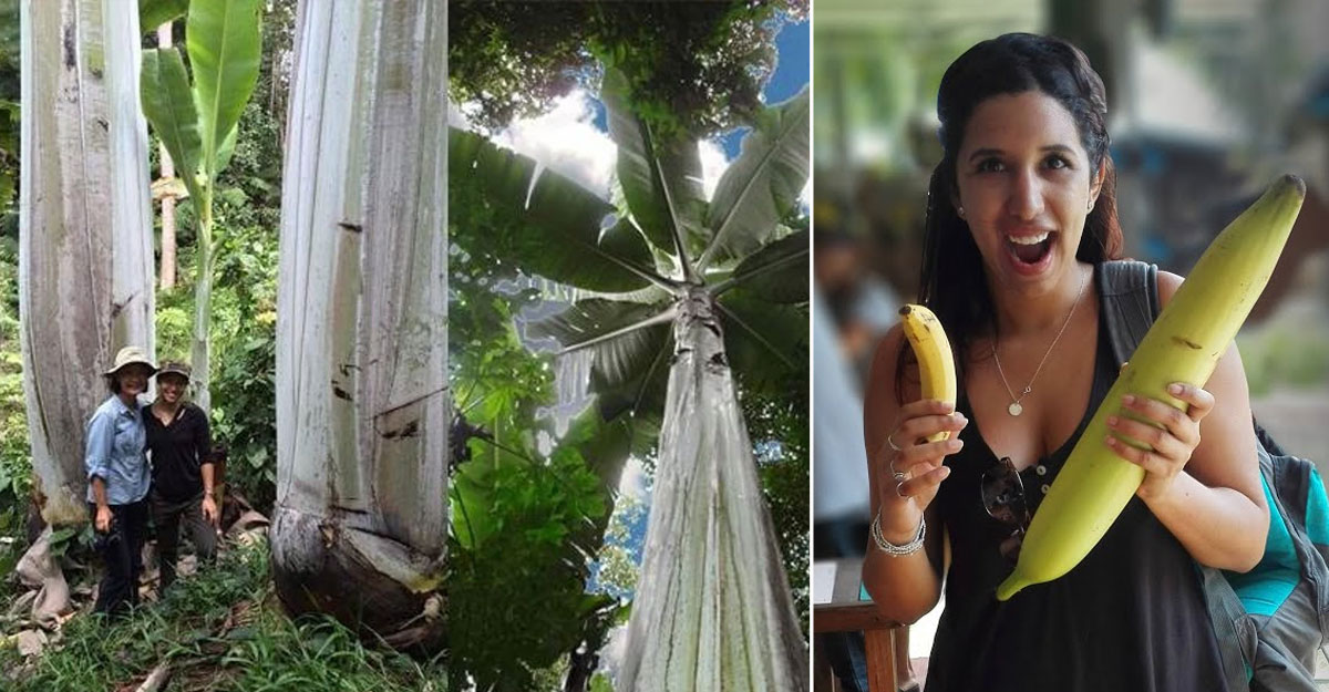 বিশ্বের বৃহত্তম কলাগাছ, এক কলা খাওয়া যায় কয়েকজনে!