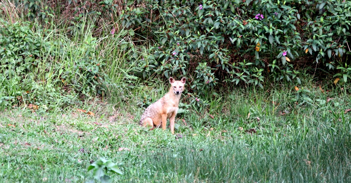 জাবিতে রাত নামতেই শেয়ালের হুক্কাহুয়া ডাক