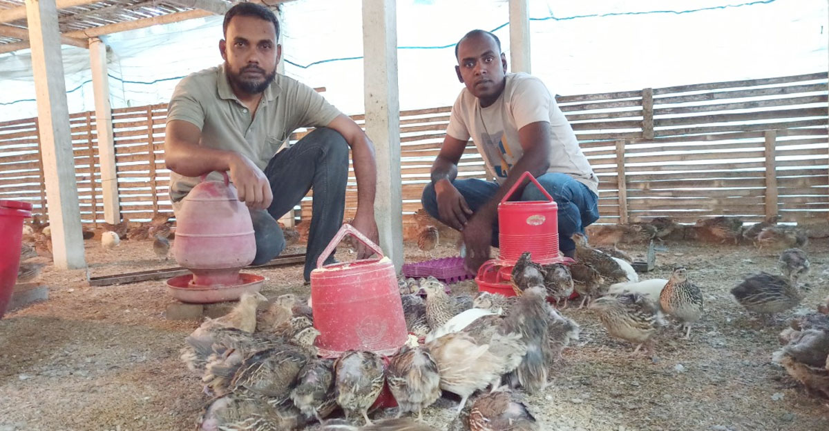 ইউটিউব দেখে ‘জাম্বু কোয়েল’ পালনে সফল জাহাঙ্গীর