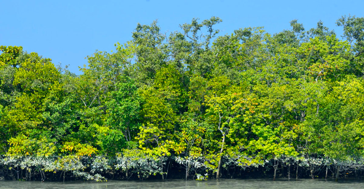সুন্দরবনে র্যাবের ‘এলিট টাইগার্স’ অভিযান শুরু