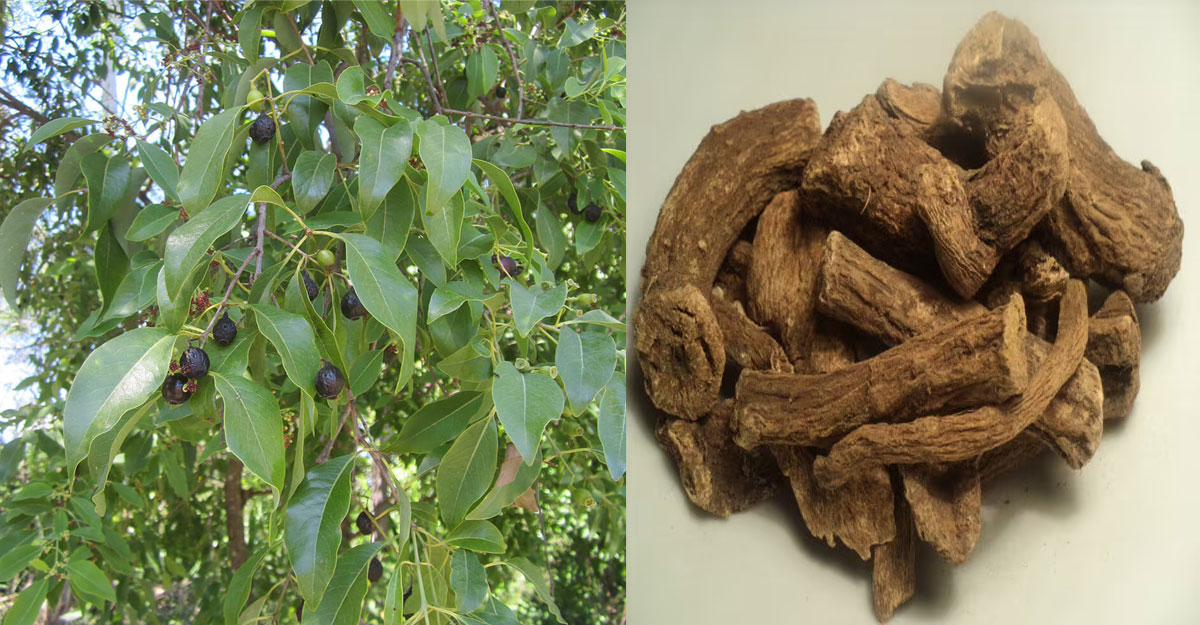 যে কাঠের ঘ্রাণে জিন পালায়