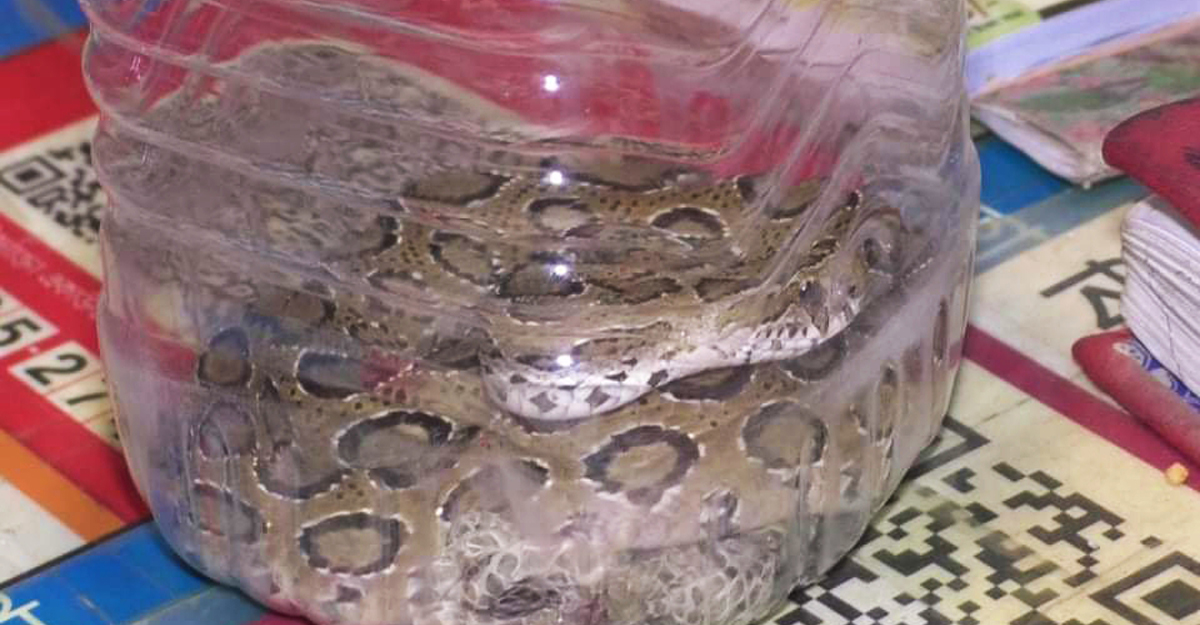 মাদারীপুরে মুদি দোকান থেকে বিষধর রাসেল ভাইপার উদ্ধার