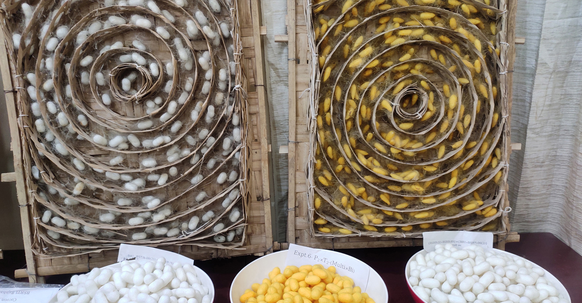 রেশম পোকা পালন করে স্বাবলম্বী গাইবান্ধার ৪৫০ নারী