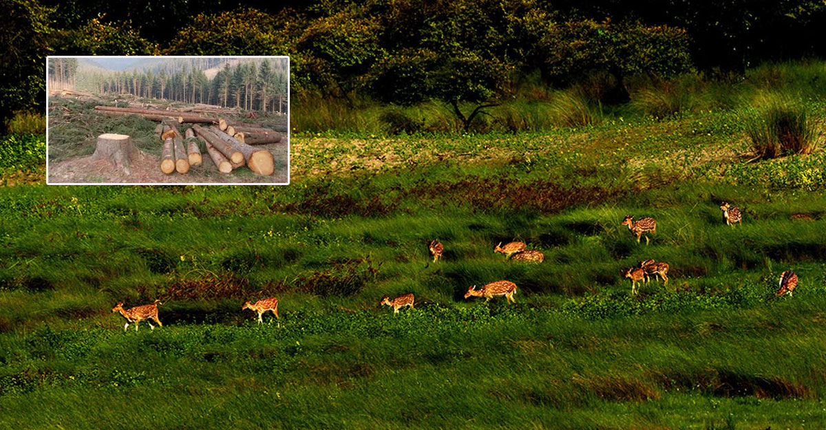 করোনাকালেও কমেছে বন, বেড়েছে দখল