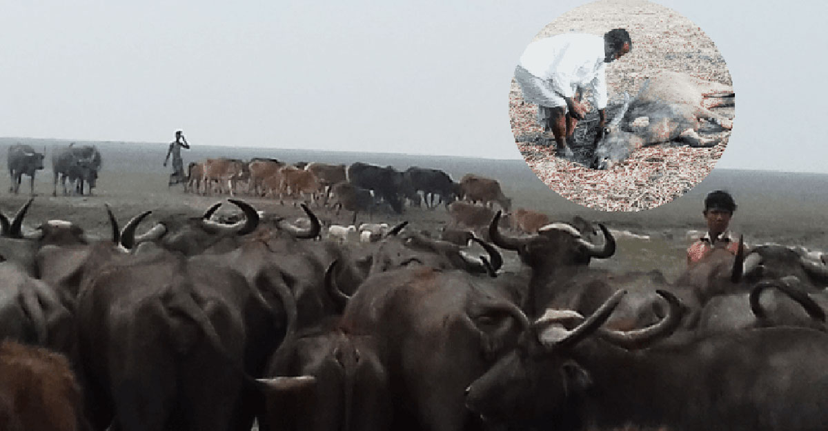 খাবার ও পানির তীব্র সংকটে ভোলার মহিষ খামারিরা