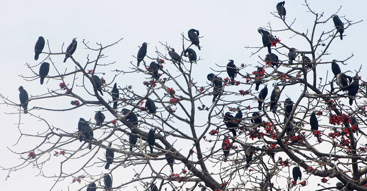 পাখির ডাকে ঘুম ভাঙে কাঞ্চন দিঘী পাড়ের মানুষের