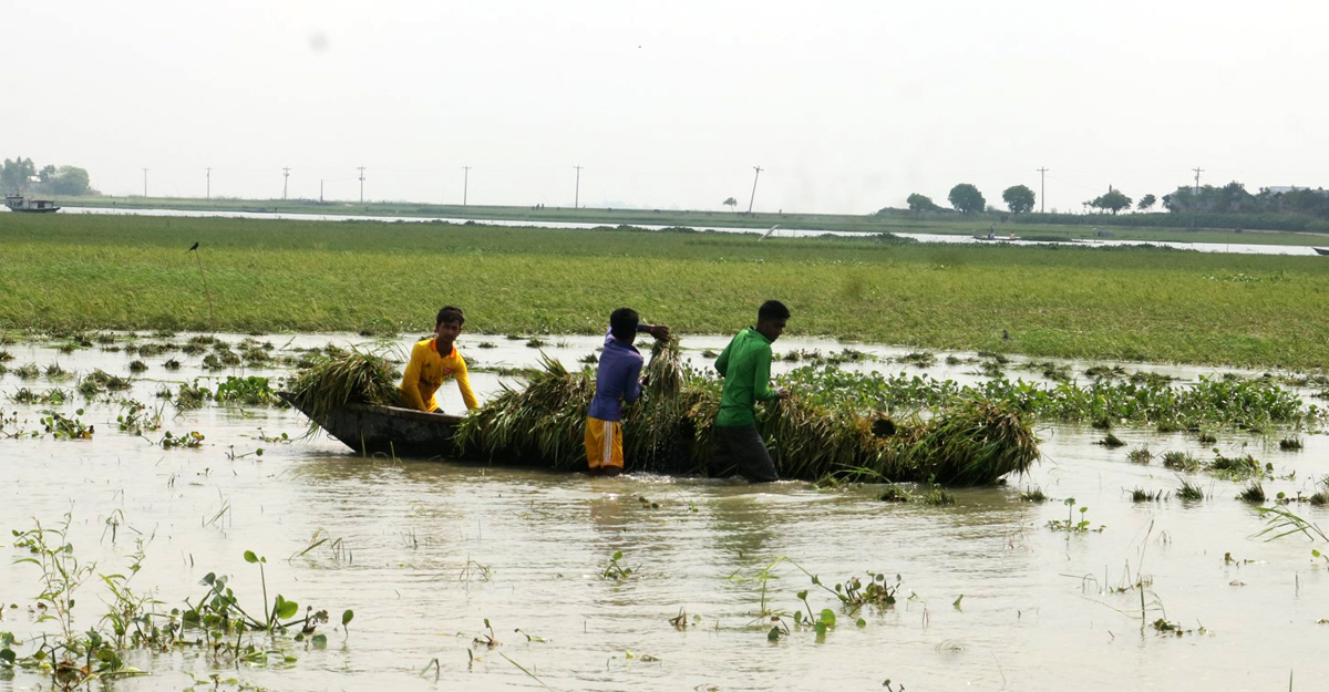 তলিয়ে গেছে নাসিরনগরের ৫০ বিঘা জমির ধান 