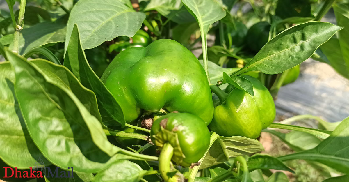 রাজবাড়ীতে জনপ্রিয় হচ্ছে ক্যাপসিকাম চাষ
