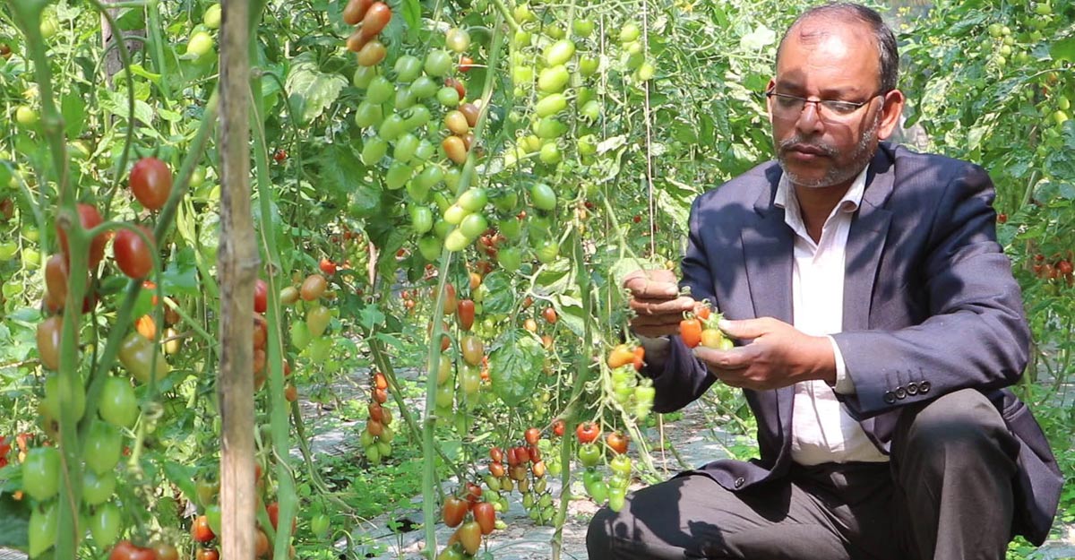 ইউটিউব দেখে ‘চেরি টমেটো’ চাষে মাসুদের সাফল্য