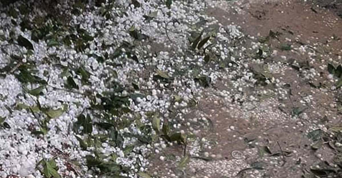 খুলনার ৪ জেলায় হঠাৎ শিলাবৃষ্টিতে ফসলের ব্যাপক ক্ষতি