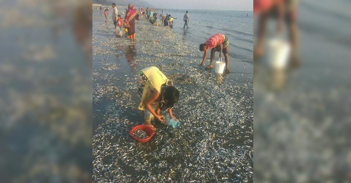 কক্সবাজার সমুদ্র সৈকতে ভেসে আসছে মরা মাছ