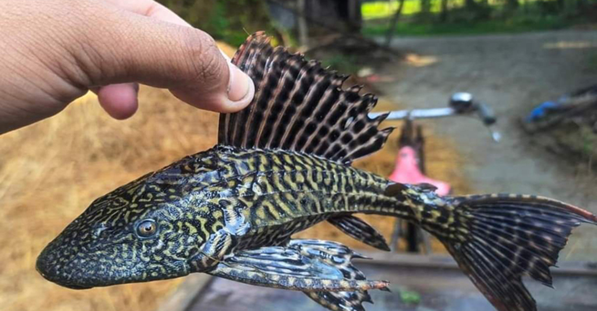 সাকার ফিশের কবলে প্রাকৃতিক মৎস্য প্রজননক্ষেত্র হালদা