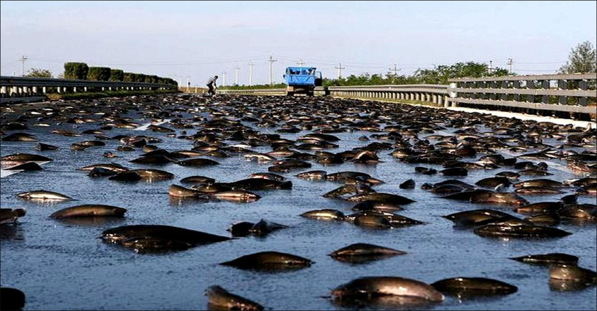 মাছ বৃষ্টির ঘটনা আসলে কী?