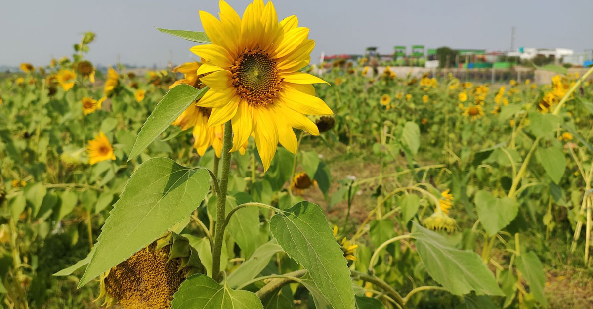 রেস্তোরাঁ সচল রাখতে সূর্যমুখী চাষ, লাভ দ্বিগুণ