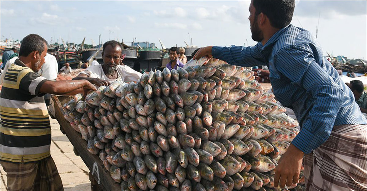 কোন ইলিশ বেশি স্বাদের, সাগর নাকি নদীর?