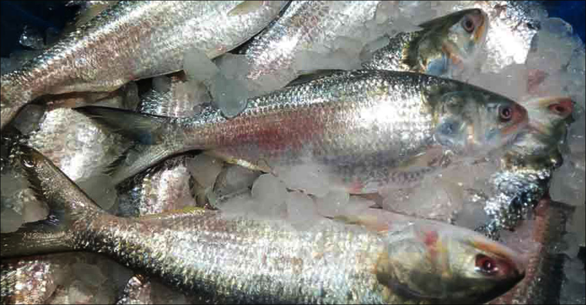 hilsa