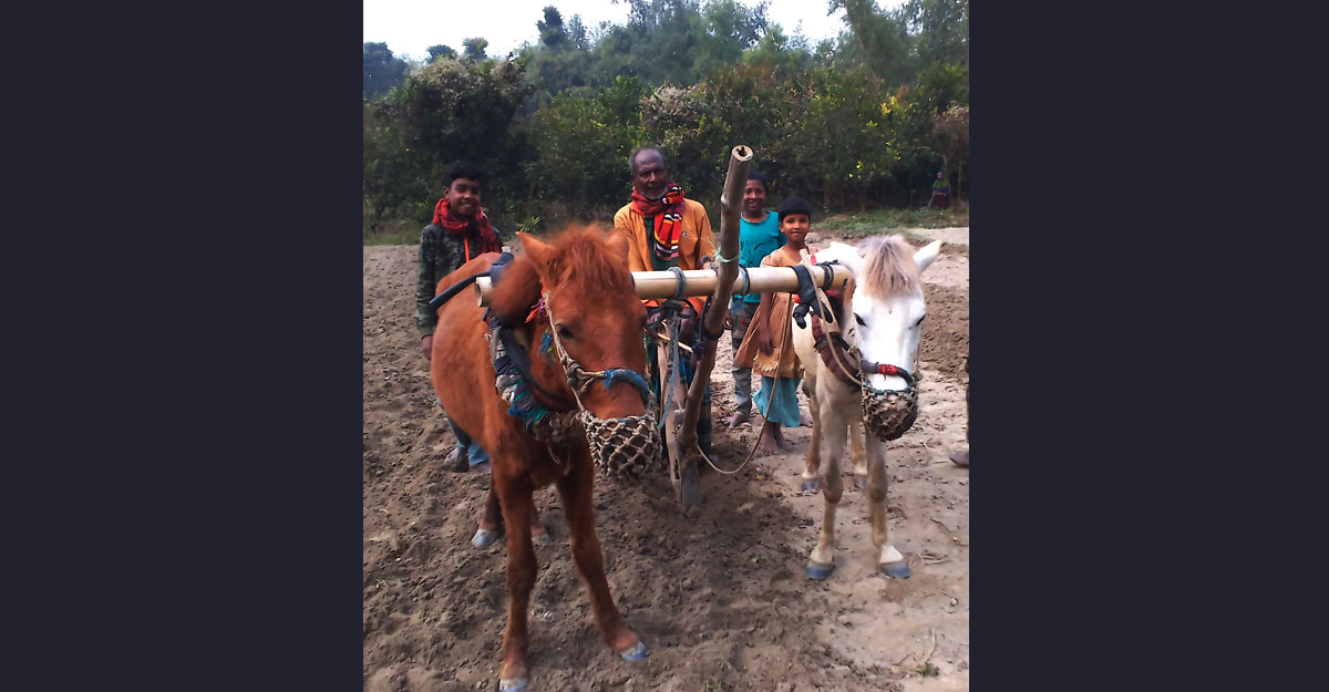 Horse-Photo