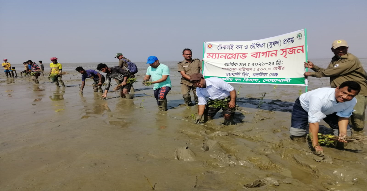 নোয়াখালীর নতুন চরে কেওড়া চারা রোপন