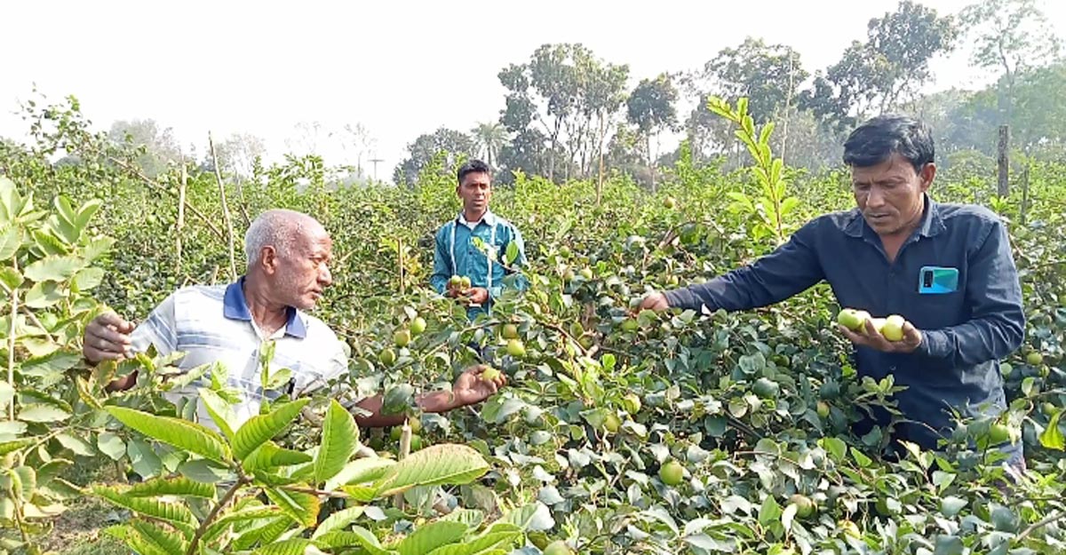 ১০ বিঘা জমি লিজ নিয়ে কুল চাষ, বছরে লাভ ৪ লাখ