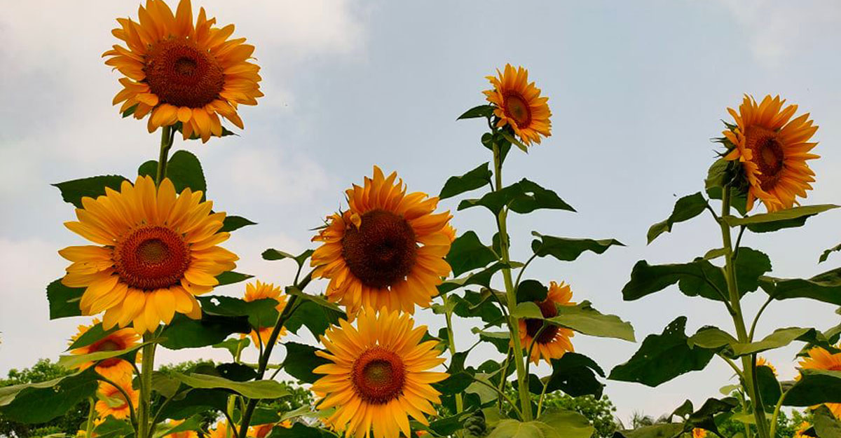 Pabna-SunflowerINNER