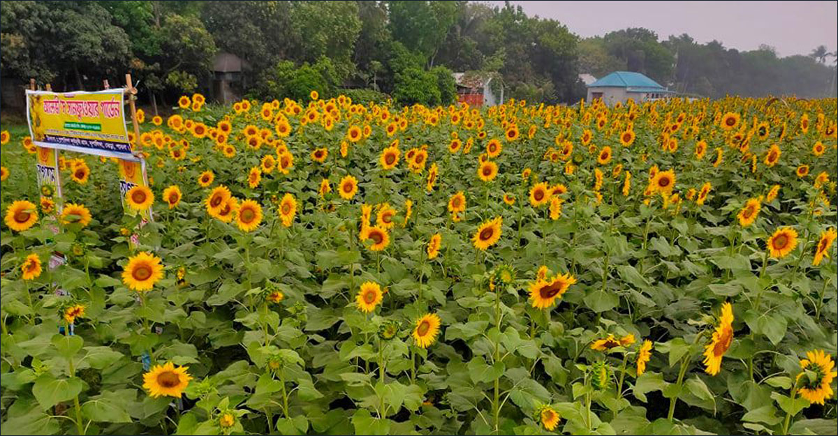 Pabna-SunflowerINNER